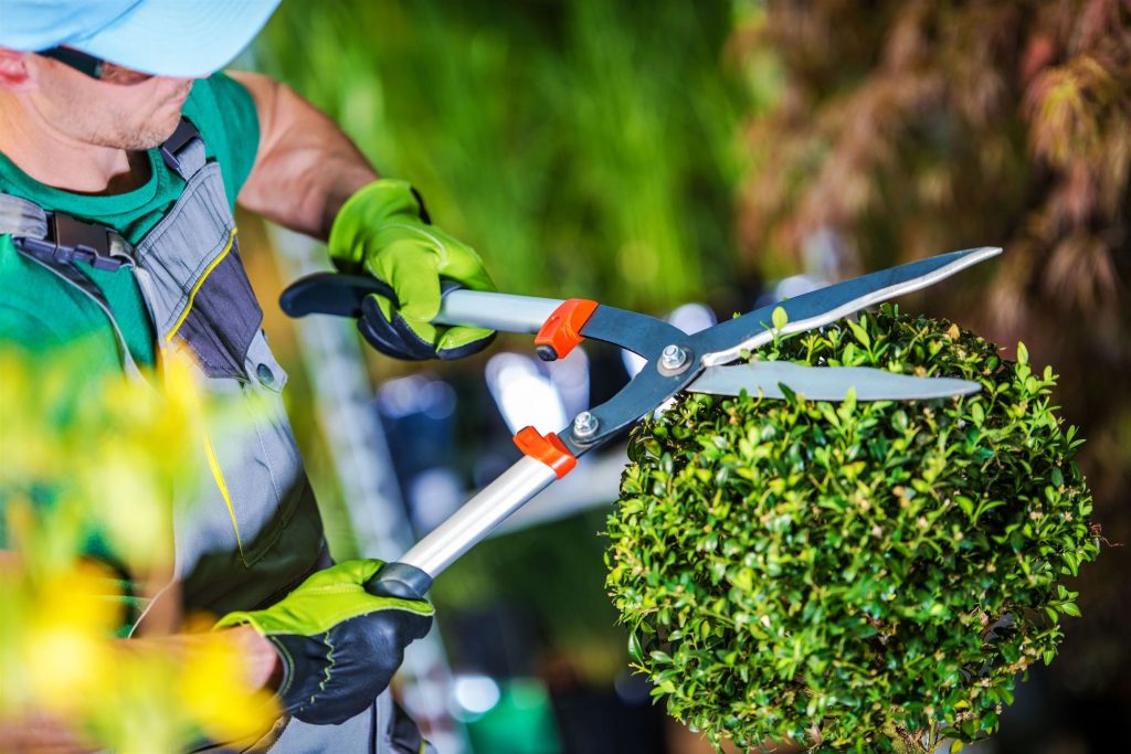 shaping shrub tree